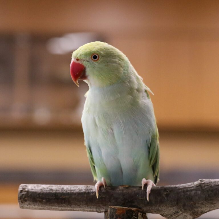 🦜 Parrot Shipping