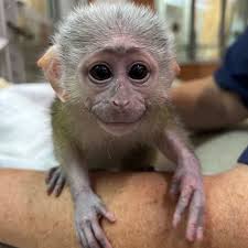 🐒 Monkey Shipping